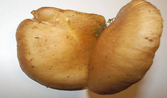 Panellus serotinus-1.1.jpg