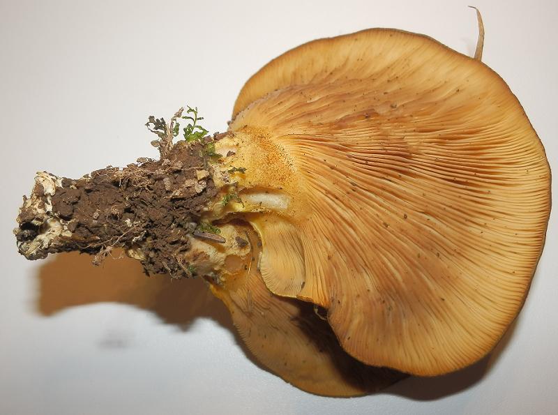 Panellus serotinus-1.4.JPG