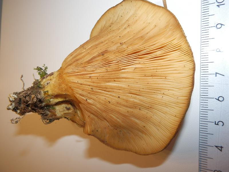 Panellus serotinus-1.5.JPG