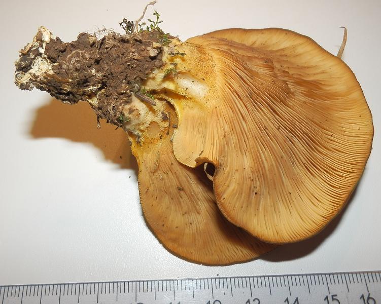 Panellus serotinus-1.7.JPG