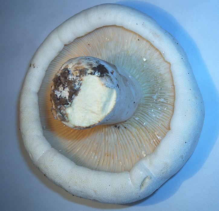 Lactarius sp-1.1.jpg