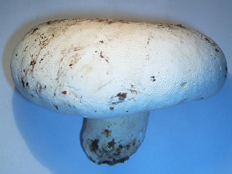 Lactarius sp-1.2.jpg