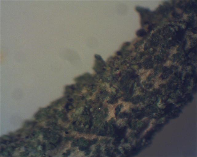 Flechtenbasis mit KOH 70%-1.jpg