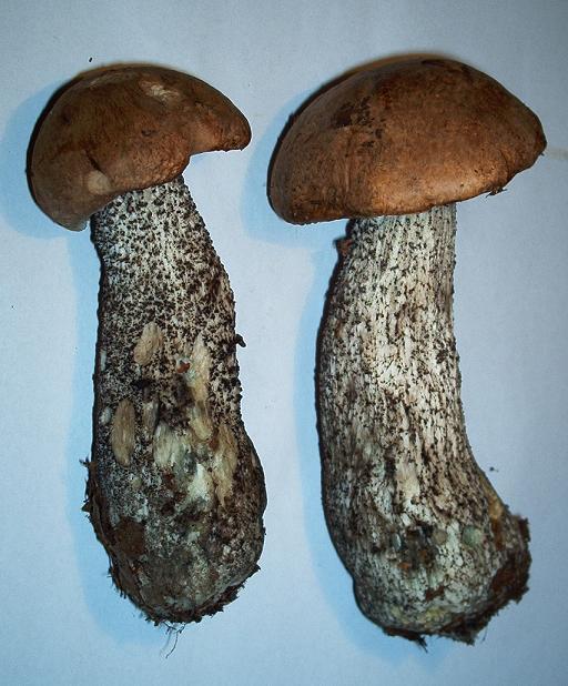 Leccinum sp-1.3.jpg