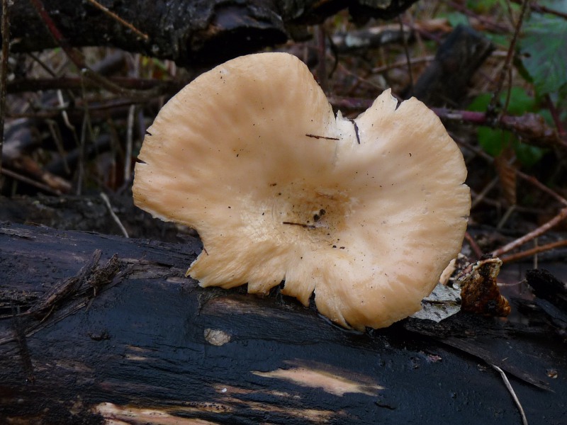 P1040673 scal 800 red .JPG