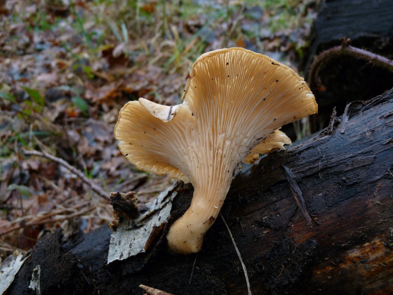 P1040676 scal 800 red .JPG