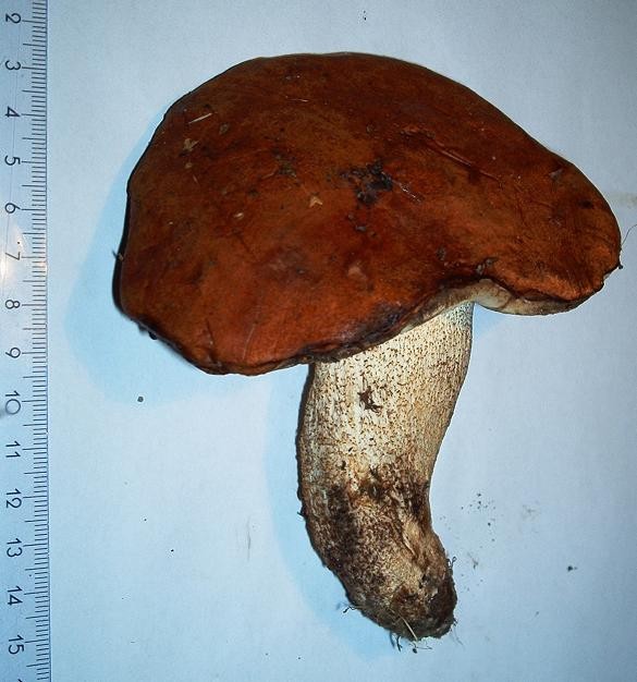 Leccinum aurantiacum-1.3.jpg