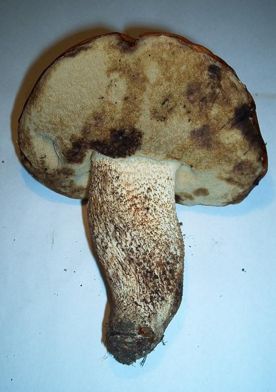 Leccinum aurantiacum-1.4.jpg