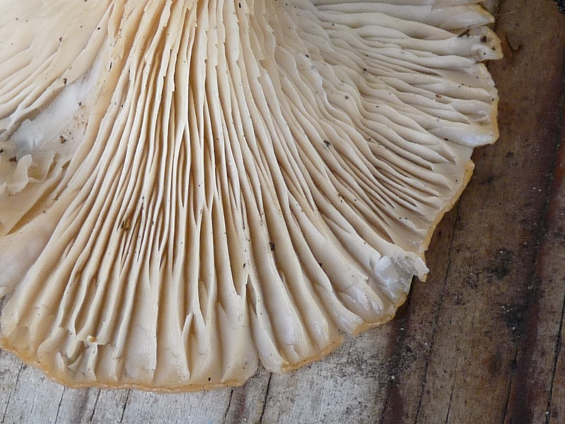 P1040691 Lamellen scal 800 .JPG