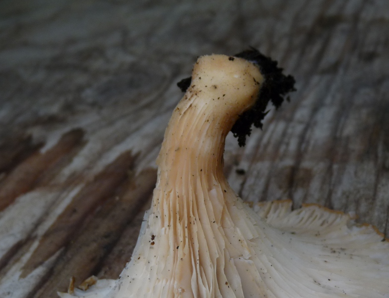 P1040693 Stielbasis scal 800 .JPG