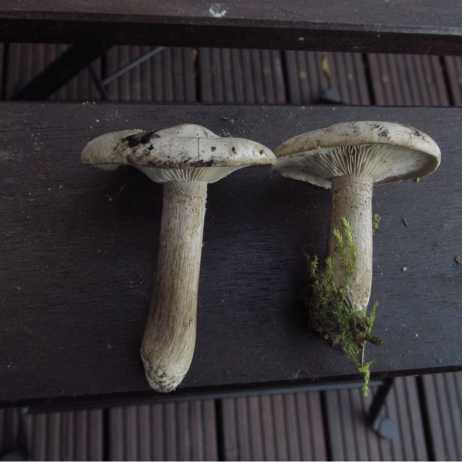 Pilzbilder Oktober 11 653_thumb.jpg