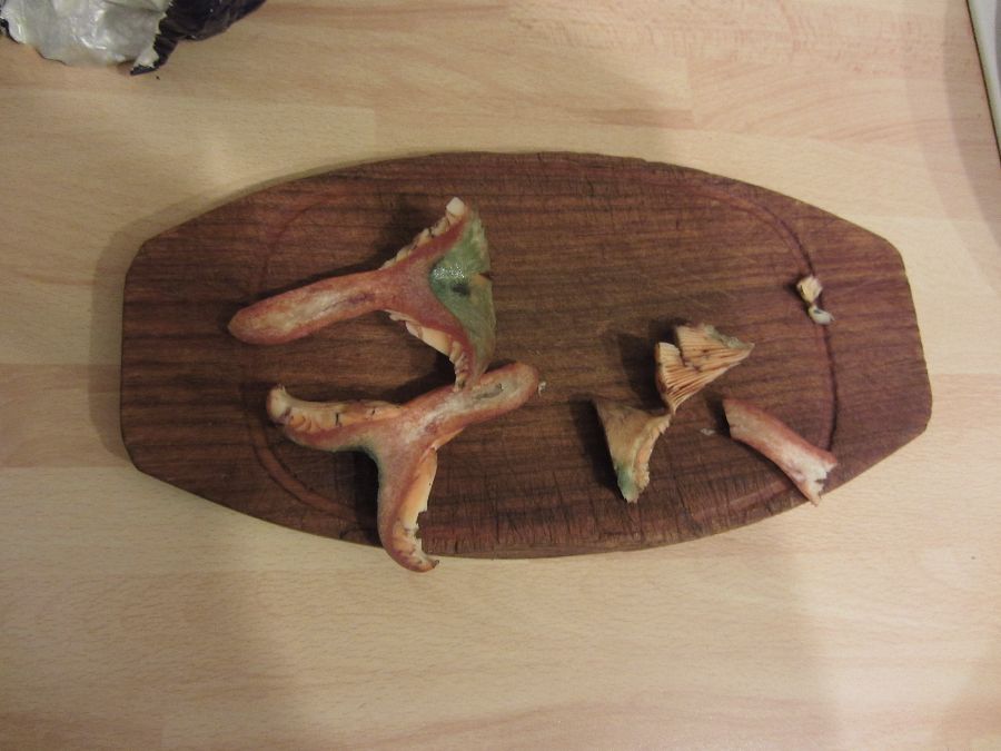 Pilzbilder Oktober 11 571_thumb.jpg