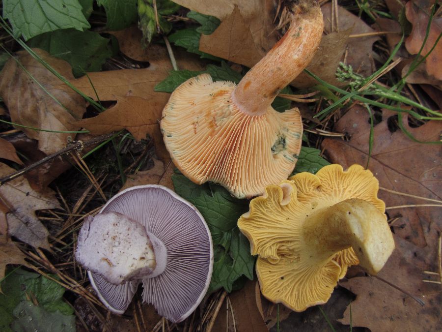 Pilzbilder Oktober 11 531_thumb.jpg