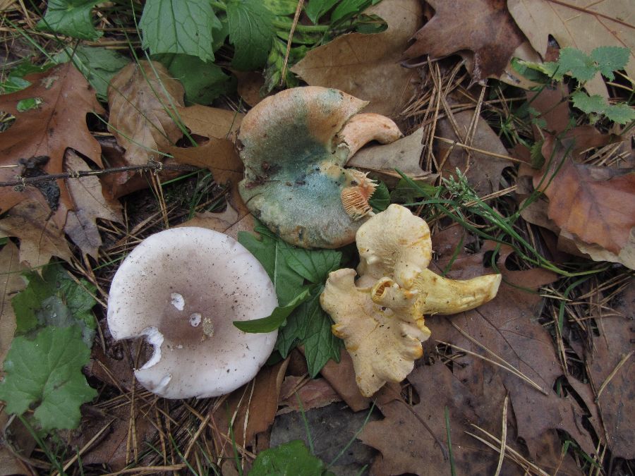 Pilzbilder Oktober 11 529_thumb.jpg