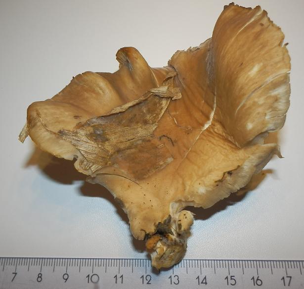 Pleurotus ostreatus_1.JPG