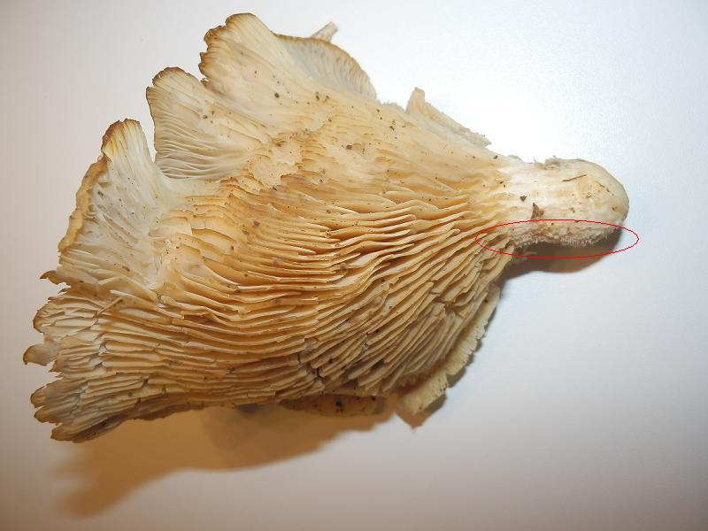 Pleurotus ostreatus_1.3.JPG