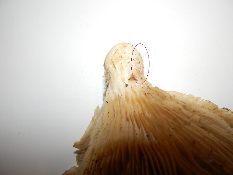 Pleurotus ostreatus_1.4.JPG