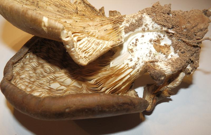 Pleurotus ostreatus_1.5.JPG