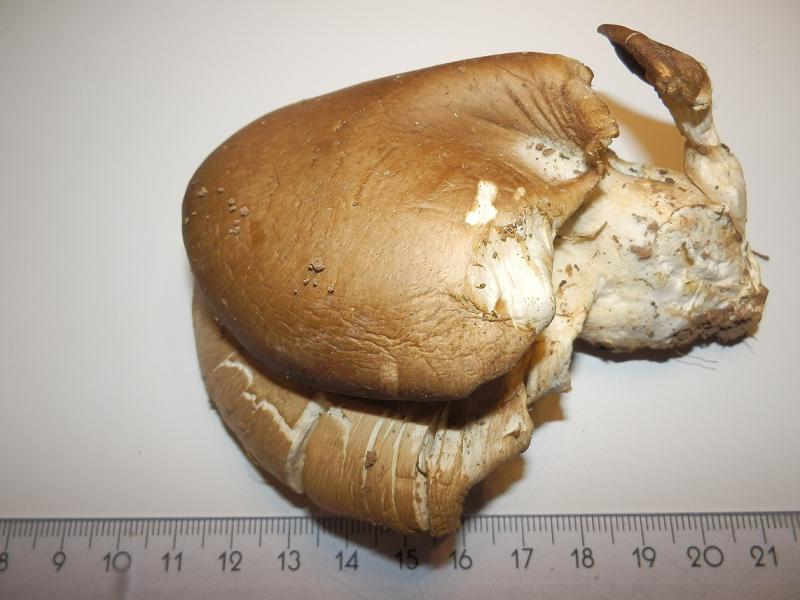 Pleurotus ostreatus_1.6.JPG