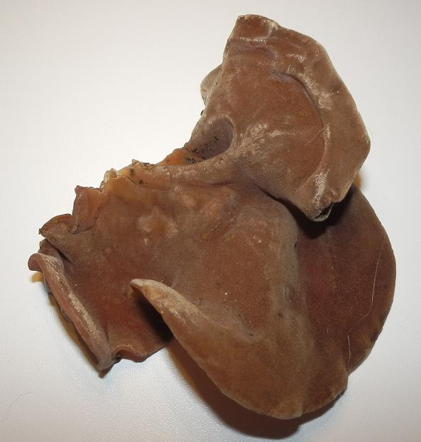 Hirneola judae_1.JPG