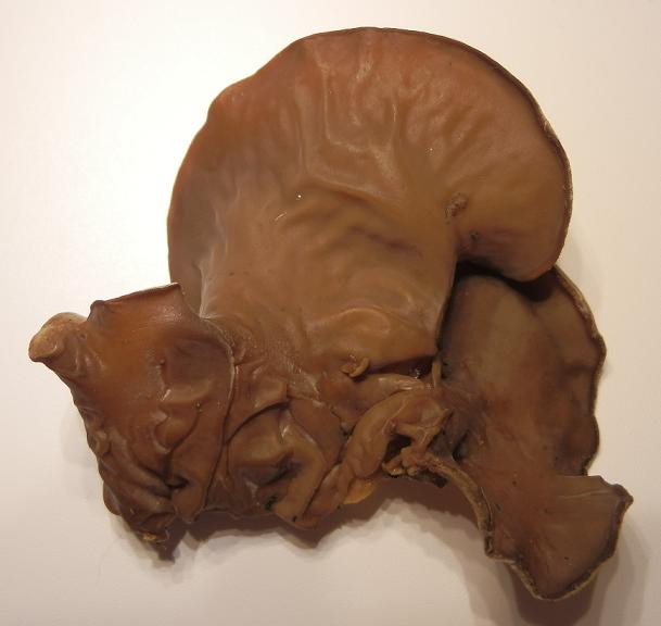 Hirneola judae_1.4.JPG