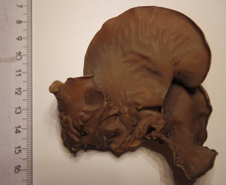 Hirneola judae_1.5.JPG