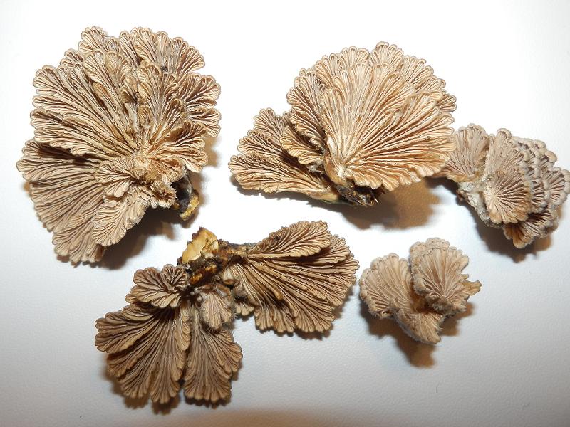 Schizophyllum commune_1.4.JPG