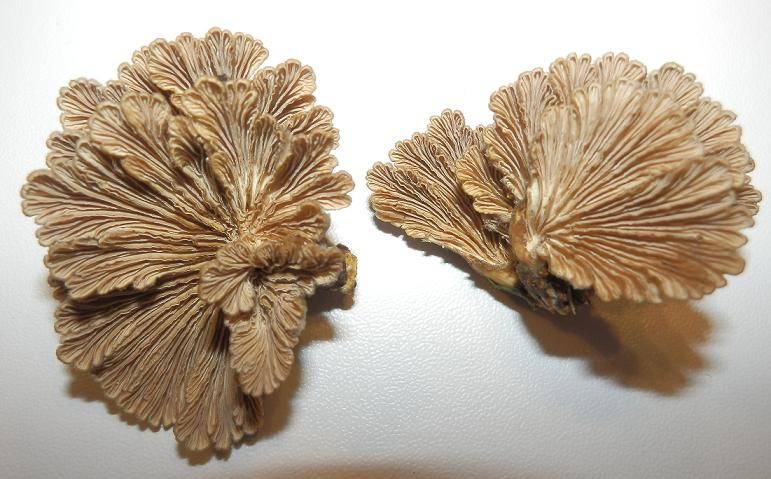 Schizophyllum commune_1.5.JPG