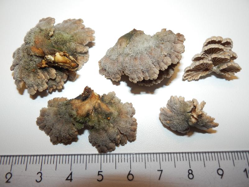 Schizophyllum commune_1.1.JPG