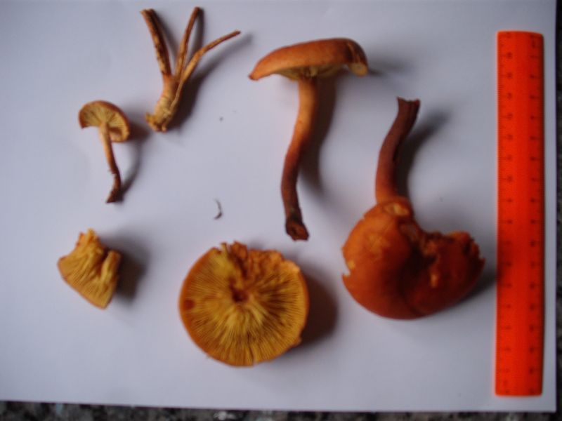 DSCF9261 - verkleinert.jpg