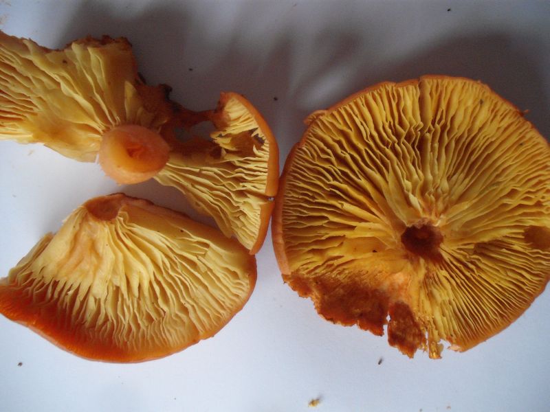 DSCF9269 - verkleinert.jpg