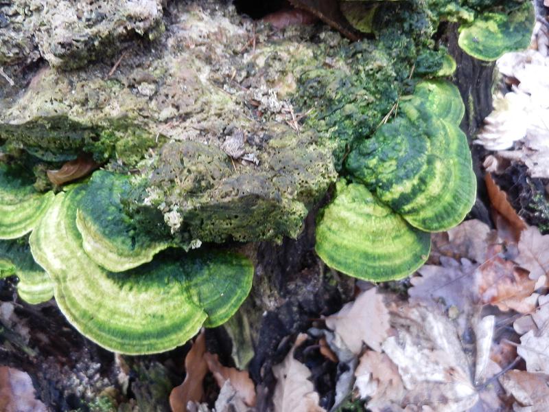 Lenzites betulinus-grün-1.JPG