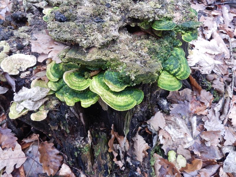 Lenzites betulinus-grün-1.1.JPG