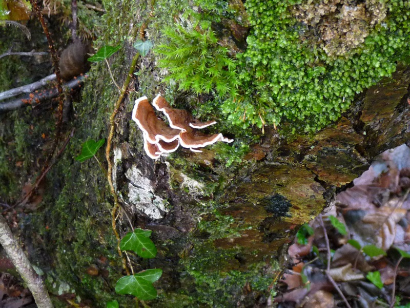 P1040707 Saprobiont auf Erle 800 .JPG