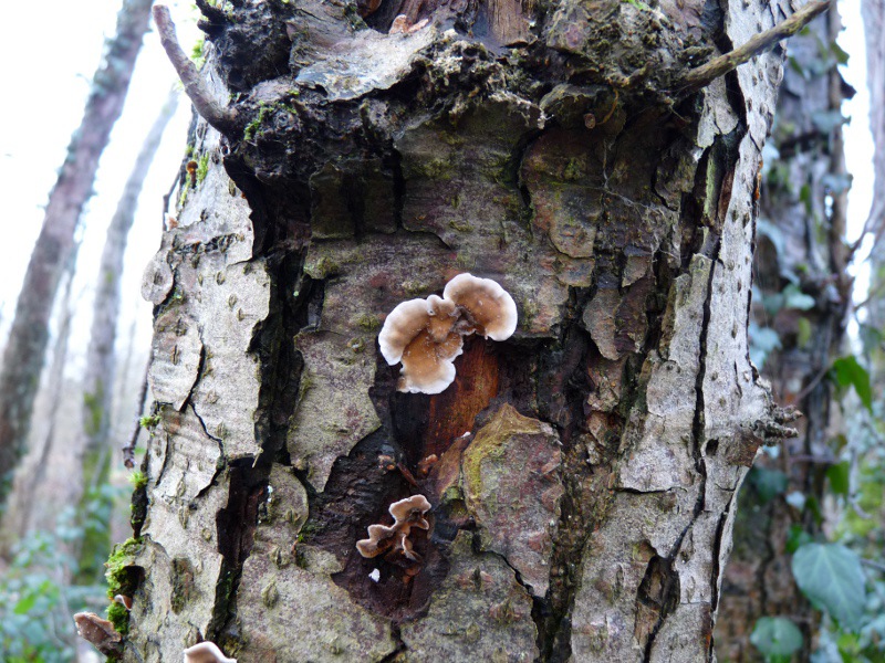 P1040710 Saprobiont auf Erle 800 .JPG