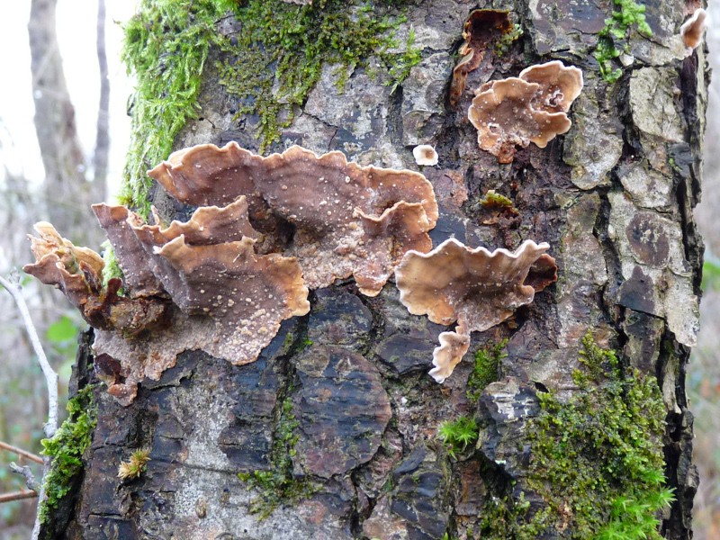 P1040713 Saprobiont auf Erle 800 .JPG