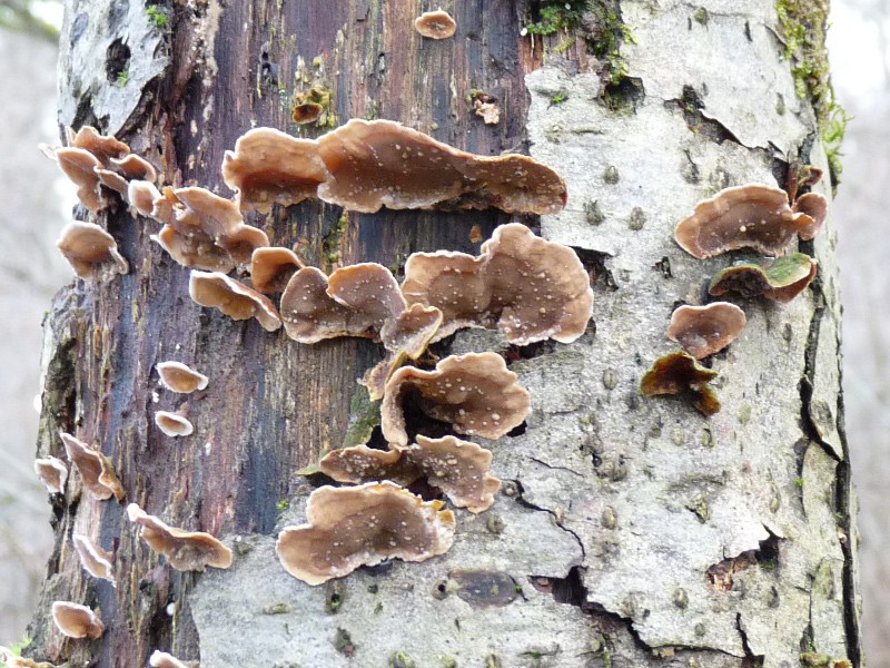 P1040719 Saprobiont auf Erle 800 .JPG