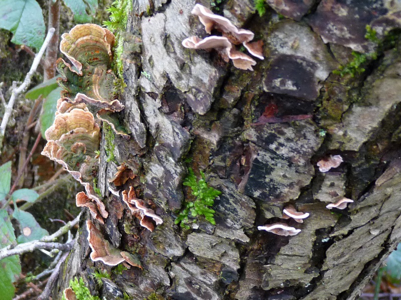 P1040725 Saprobiont auf Erle 800 .JPG