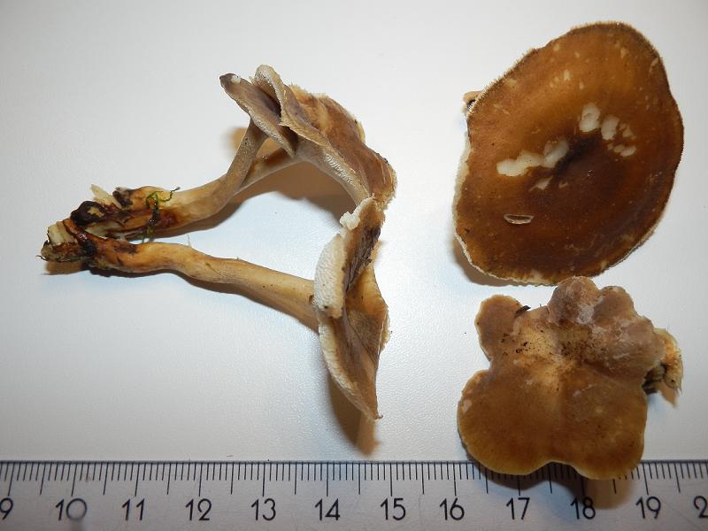 Polyporus sp.-1.1.JPG