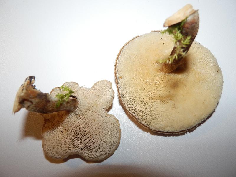 Polyporus sp.-1.2.JPG