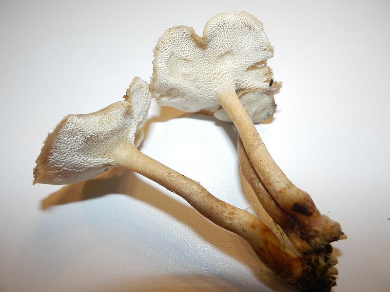 Polyporus sp.-1.6.JPG