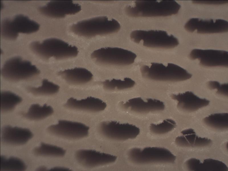 Polyporus_Hymenium-1.jpg