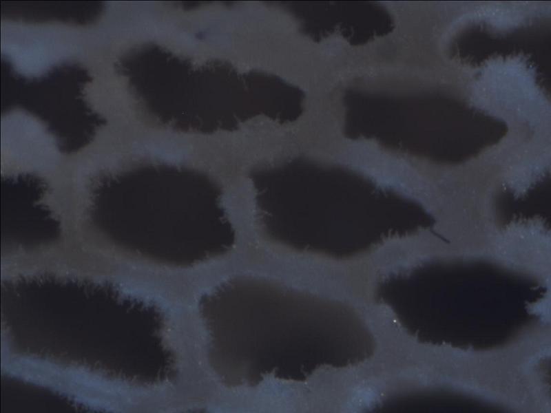 Polyporus_Hymenium-1.3.jpg