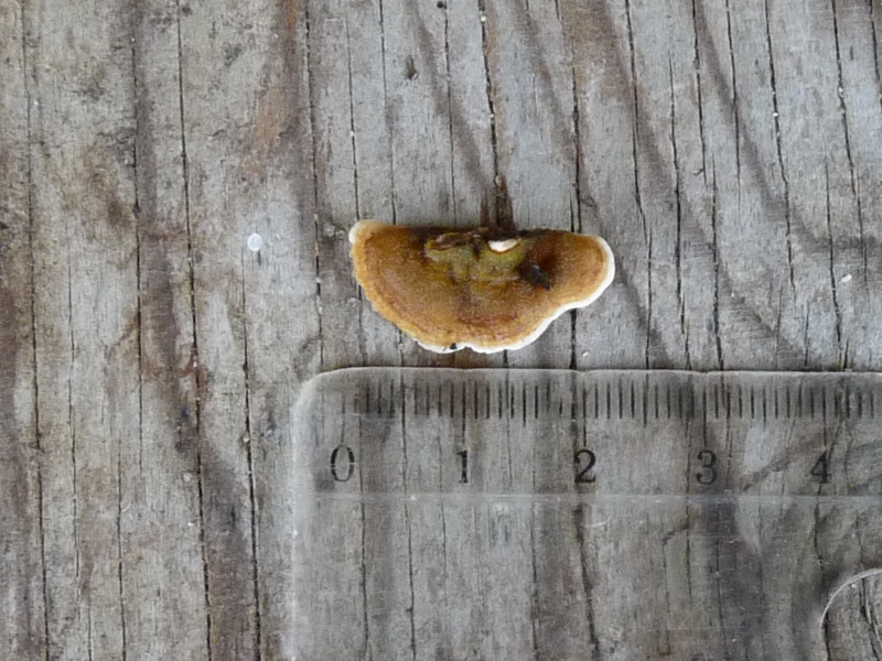 P1040732 Saprobiont auf Erle 800 .JPG