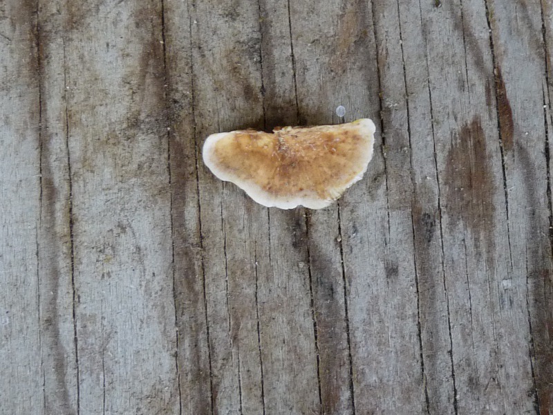 P1040735 Saprobiont auf Erle 800 red .JPG