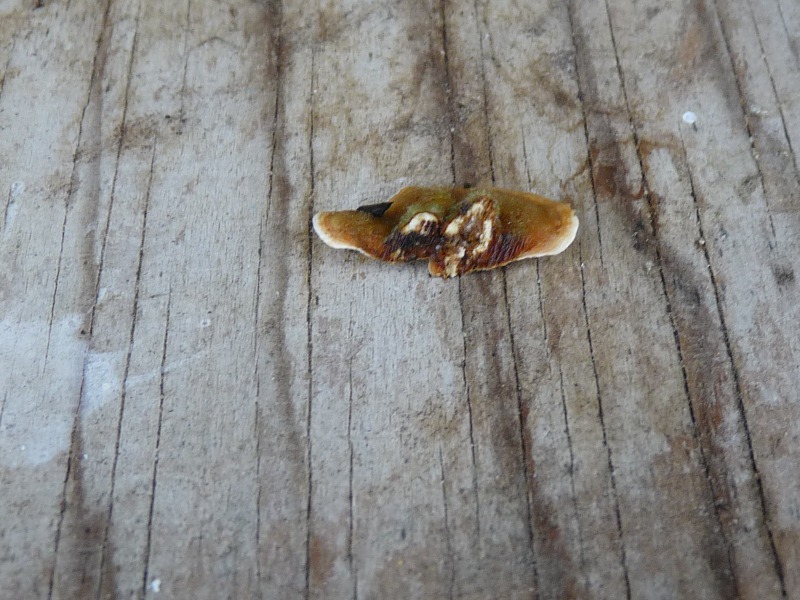 P1040738 Saprobiont auf Erle 800 red .JPG