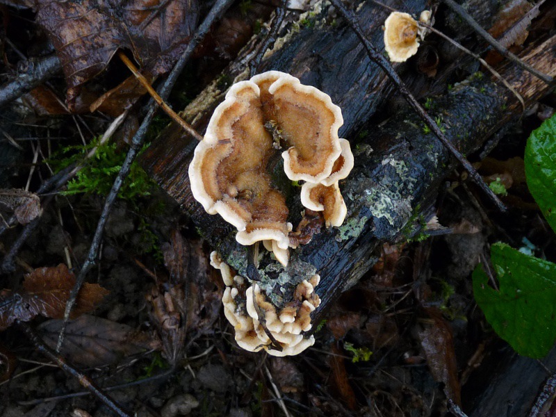 P1040741 Saprobiont auf Linde 800 red .JPG