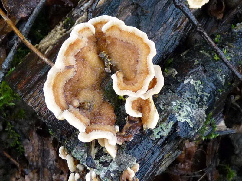 P1040743 auf Linde Ausschnitt  800 .JPG