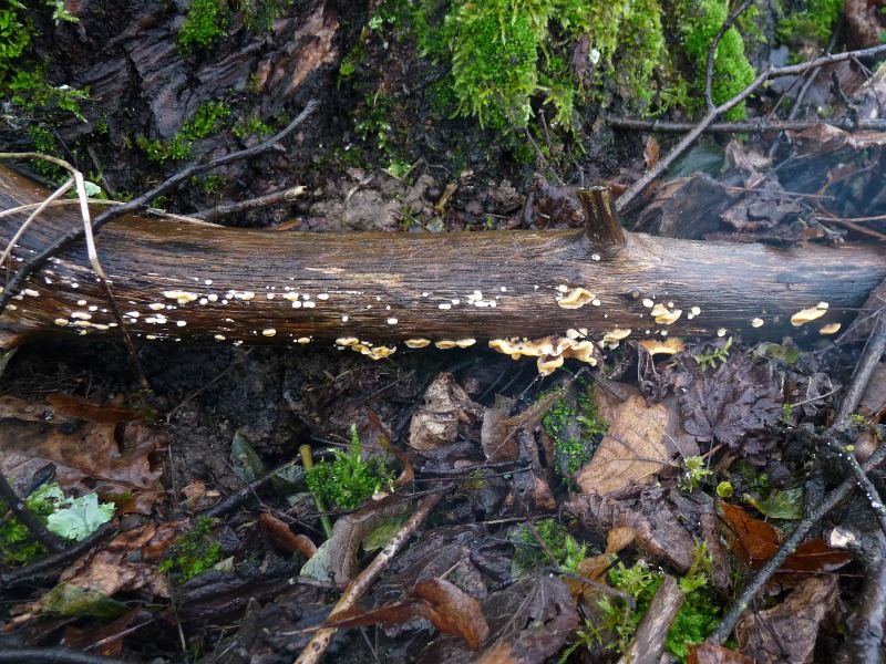 P1040744 Saprobiont auf Linde 800 red .JPG