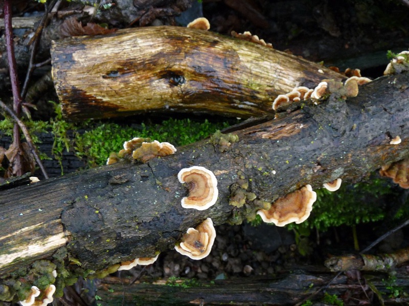 P1040750 Saprobiont auf Linde 800 .JPG